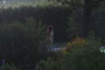 Emily Ratajowski Nude Filming