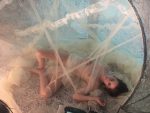 Kristne Stewart Naked Leaks