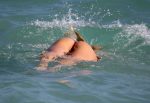 Candice Swanepoel Perfect Bikini Body